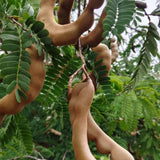 Tamarind Plant Live, Tropical Fruit Tamarind Plant for Outdoor, 4 Inc Pot