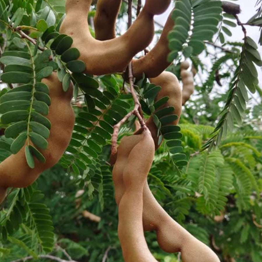 Tamarind Plant Live, Tropical Fruit Tamarind Plant for Outdoor, 4 Inc Pot