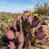 50 Purple Prickly Pear Seeds, Prickly Pear Cactus Seeds, Drought Tolerant Plant for Outdoor Growing