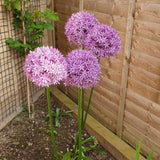 3 Allium Bulbs for Planting, Allium Gladiator Bulbs, Purple Blooming Onion Flowering Perennial for Spring and Summer Garden
