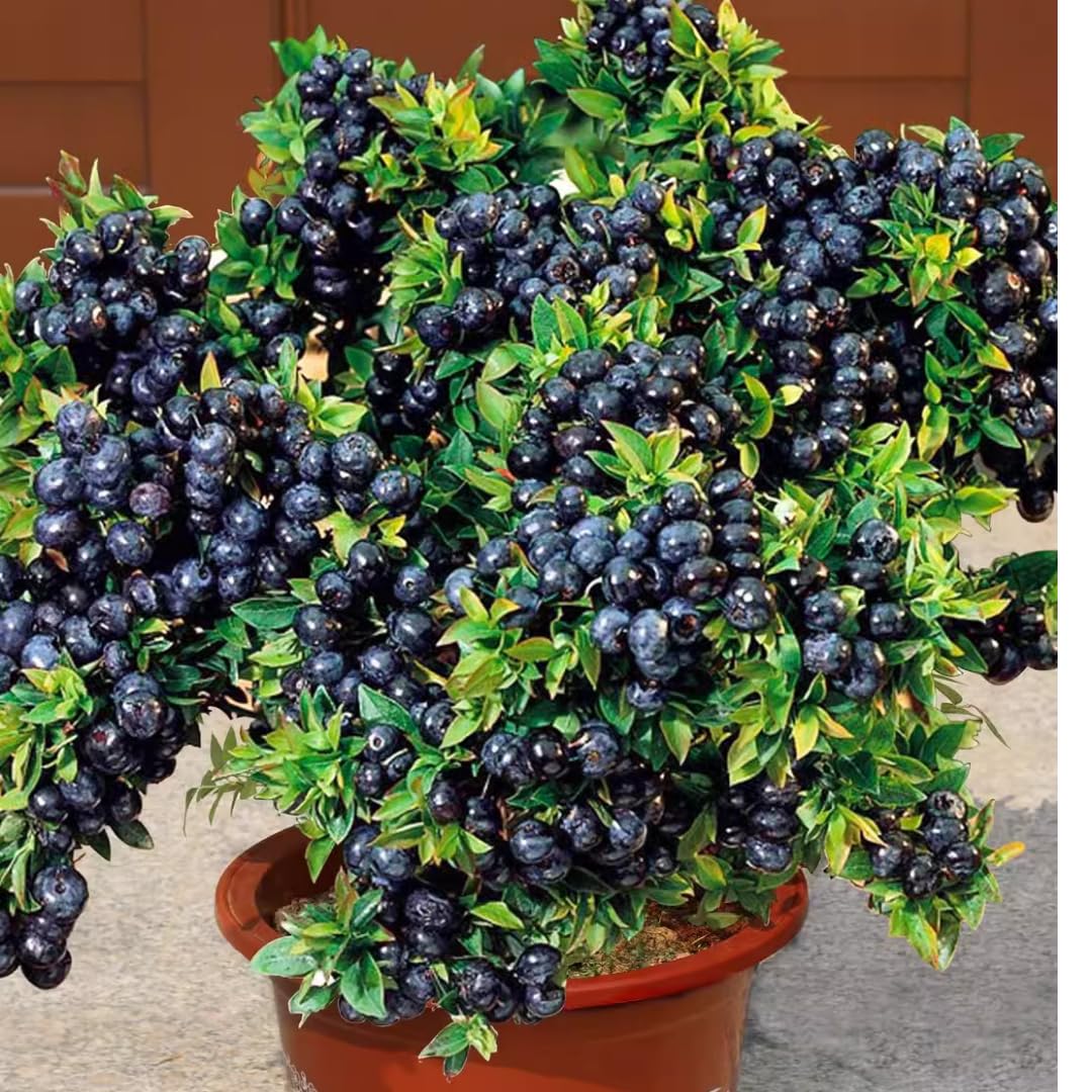 2 Medium Black Huckleberry Bushes, Sweet Huckleberries Trees Live Plants, Starter 4-6 Inc Tall in 4 Inc Pot, Well Rooted, Dormant, Blueberry Like