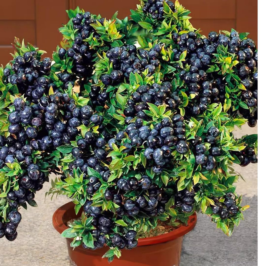 2 Black Huckleberry Trees Live Plants, Starter 4-6 Inc Tall in 4 Inc Pot, Well Rooted, Dormant, Huckleberries Blueberry Like, Sweet