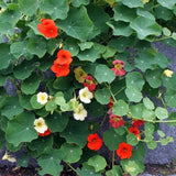 Nasturtium Plants Live in 4 Inch Pot, 2 Plants per Pot, Trailing Nasturtium Flowers, Flower Vine Plants for Gardens, 4-6 Inch Tall