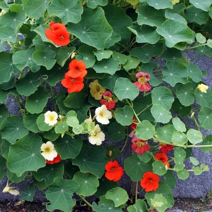 Nasturtium Plants Live in 4 Inch Pot, 2 Plants per Pot, Trailing Nasturtium Flowers, Flower Vine Plants for Gardens, 4-6 Inch Tall