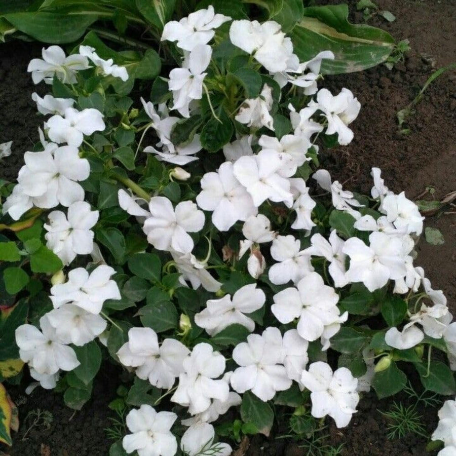 White Impatiens Live Plant in 4-Inch Pot, Impatiens Plant 3-5 Inch Tall, Flowering Annual for Gardens and Containers