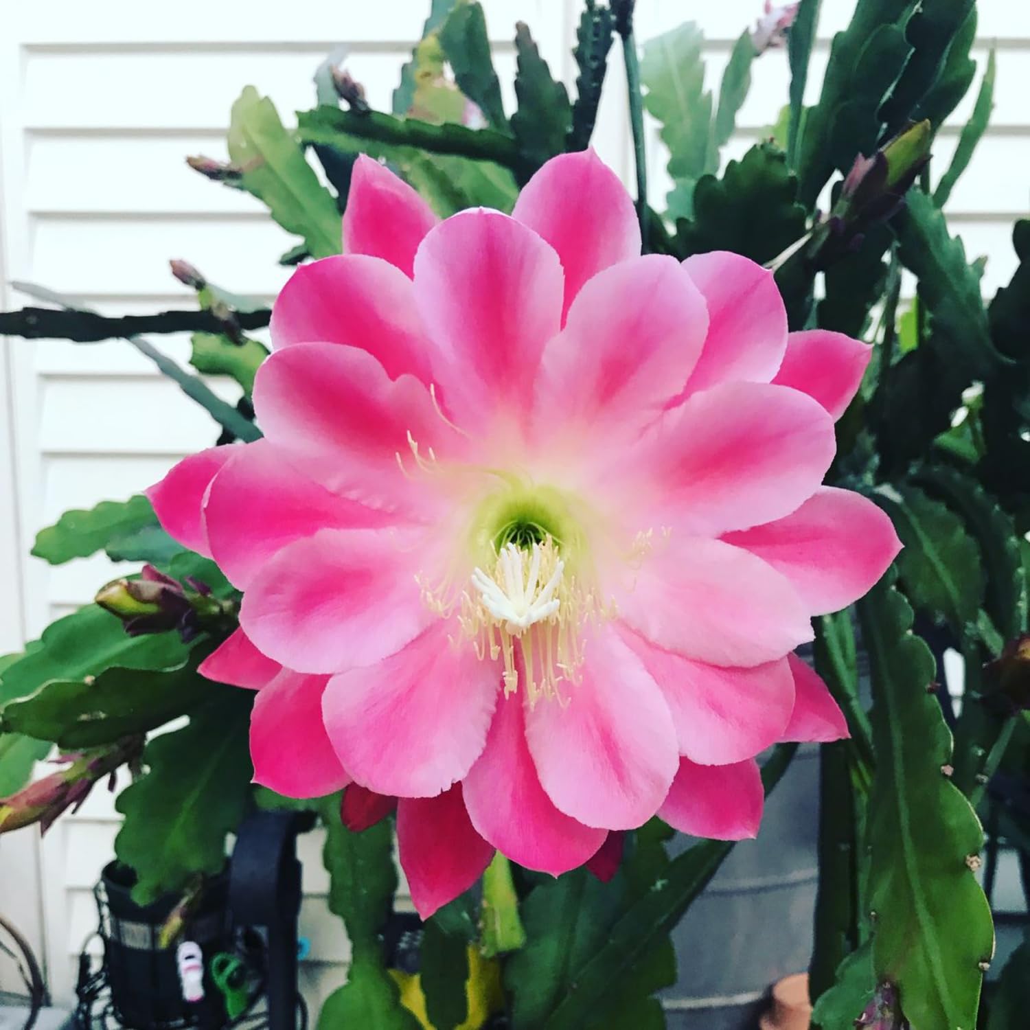 Orchid Cactus Plants in 3.5'' Pot, Epiphyllum Orchid Cactus Well Rooted 4-6'' Tall, Easy-Care Tropical Houseplant (Pink Bloom)