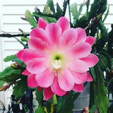 Orchid Cactus Plants in 3.5'' Pot, Epiphyllum Orchid Cactus Well Rooted 4-6'' Tall, Easy-Care Tropical Houseplant (Pink Bloom)