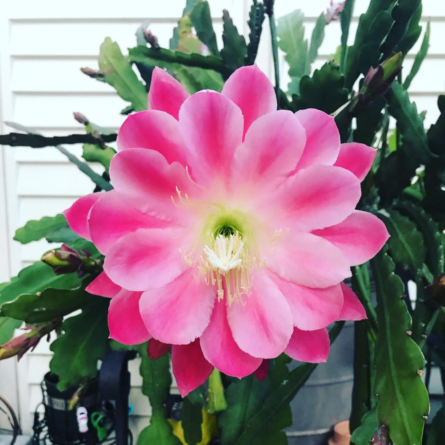 Orchid Cactus Plants in 3.5'' Pot, Epiphyllum Orchid Cactus Well Rooted 4-6'' Tall, Easy-Care Tropical Houseplant (Pink Bloom)