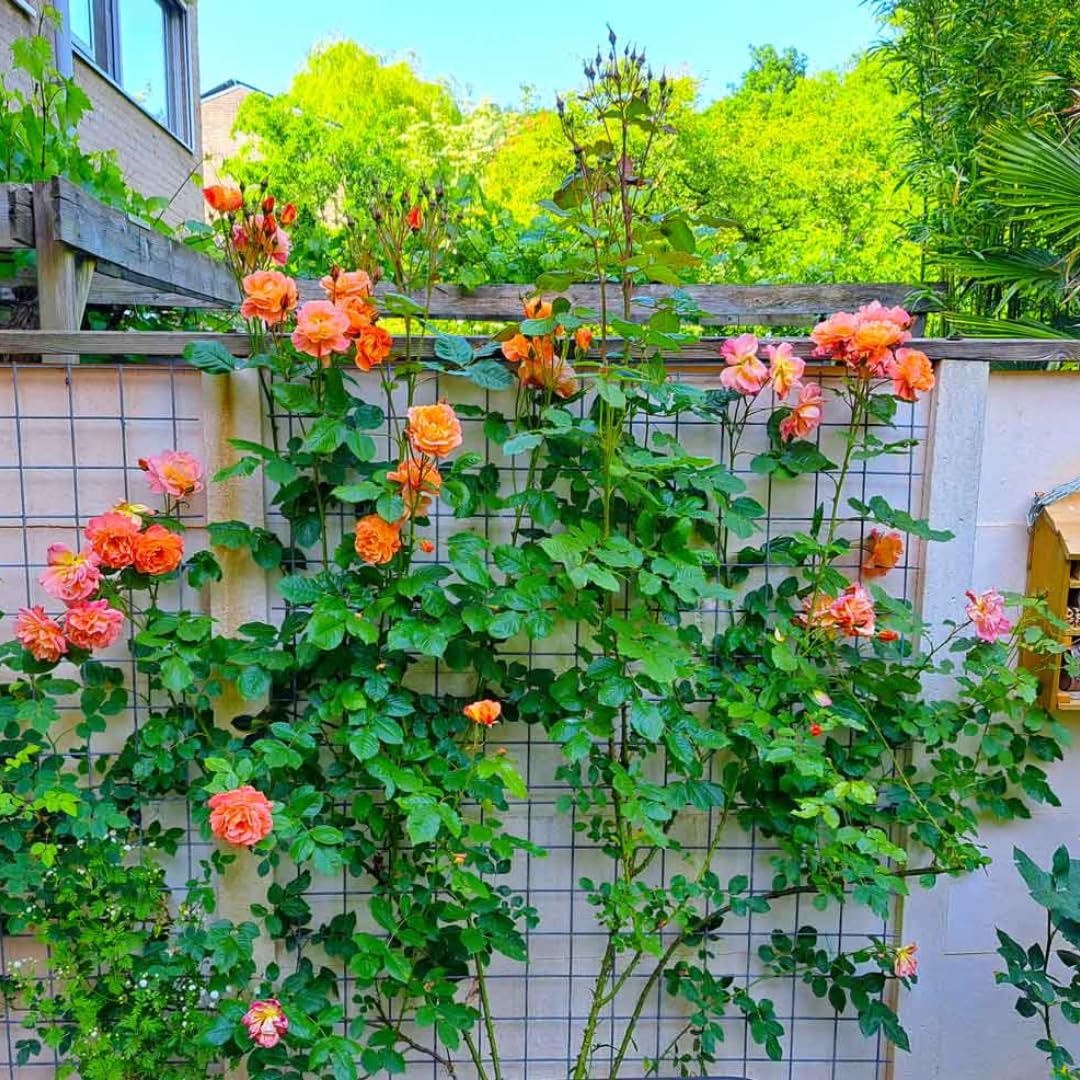 Orange Light Red Climbing Rose Live Plant, Fragrant Rose Bush Ready to Plants, Zone 5 to 9, Size 5 to 7 Inches and Bare Root