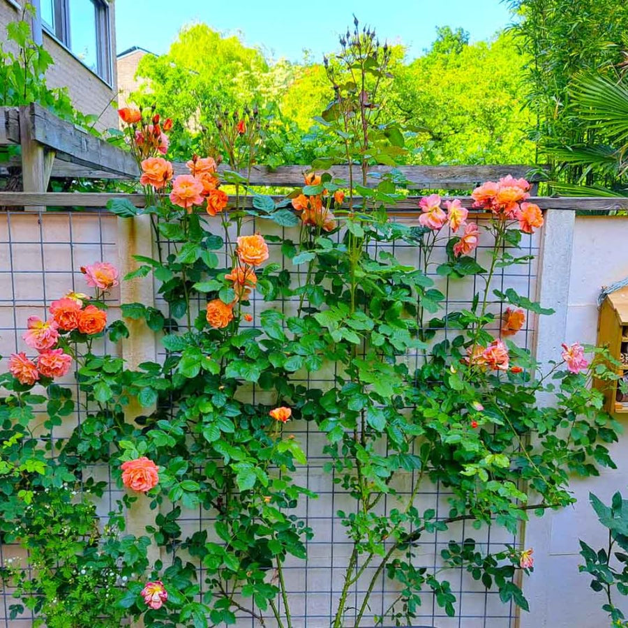 Orange Light Red Climbing Rose Live Plant, Fragrant Rose Bush Ready to Plants, Zone 5 to 9, Size 5 to 7 Inches and Bare Root