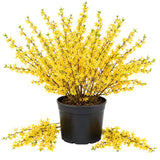 Lynwood Gold Forsythia Bush in 4 Inch Pot, Yellow Lynnwood Bushes, Yellow Flowering Shrub, 4-7" Tall for Planting