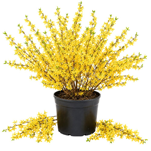 Lynwood Gold Forsythia Bush in 4 Inch Pot, Yellow Lynnwood Bushes, Yellow Flowering Shrub, 4-7" Tall for Planting