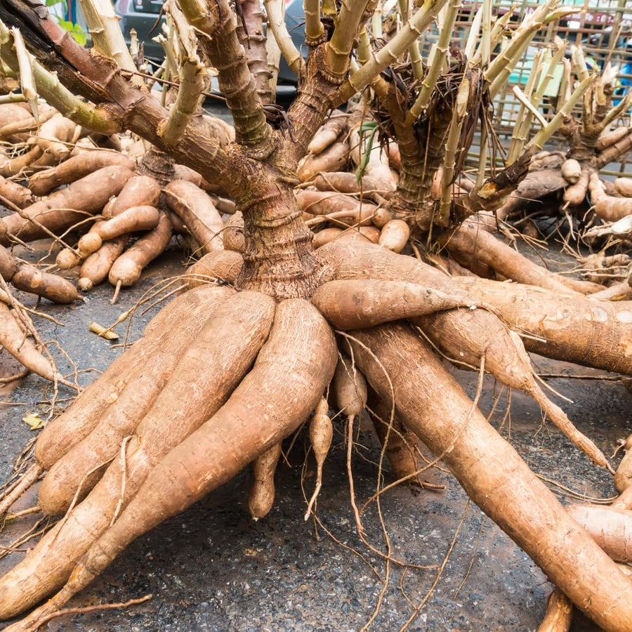 Cassava Yuca Plant Live Potted, Live Cassava Yuca Plant for Growing Indoor Outdoor, 5 to 7 Inc Tall