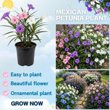 Mix Mexican Petunias Live Plant 4-8" Tall, 3 Plant Per Pot, Petunias Live Plants 4 Inch Pot, Colorful Flowering for Garden, Landscape