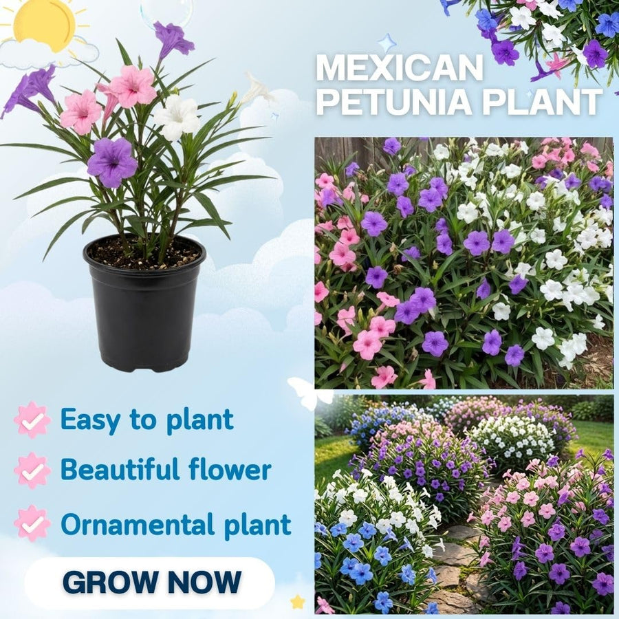Mix Mexican Petunias Live Plant 4-8" Tall, 3 Plant Per Pot, Petunias Live Plants 4 Inch Pot, Colorful Flowering for Garden, Landscape