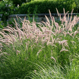 2 Mixed Fountain Grass Live Plants, Perennial Grass Clumps for Outdoor Landscaping Growing, Ornamental Grasses Ready to Grow 4-9 Inches
