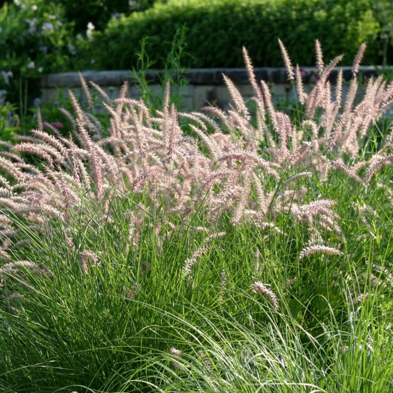 2 Mixed Fountain Grass Live Plants, Perennial Grass Clumps for Outdoor Landscaping Growing, Ornamental Grasses Ready to Grow 4-9 Inches