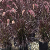 2 Ornamental Grass Plants - Purple Fountain Grasses Live Plants Perennial - 5-9 Inc Tall - Live Grass Seedlings Indoor Outdoor
