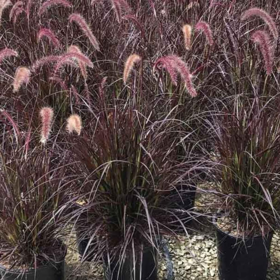 2 Ornamental Grass Plants - Purple Fountain Grasses Live Plants Perennial - 5-9 Inc Tall - Live Grass Seedlings Indoor Outdoor