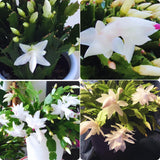 White Christmas Cactus Plant Live Christmas Cactus, Holiday Cactus Live Plant Pot, Houseplant, 5 to 7 Inc Tall