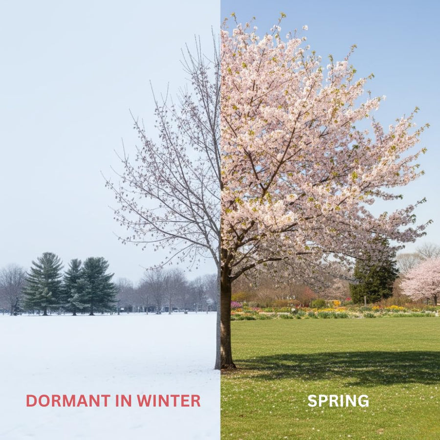 Pink Flowering Almond Shrubs Live Plant in Quart Pot, Vibrant Pink Flower Plant for Gardens, Patios, Landscapes, Cold Hardy and Well-Rooted, Dormant in Winter