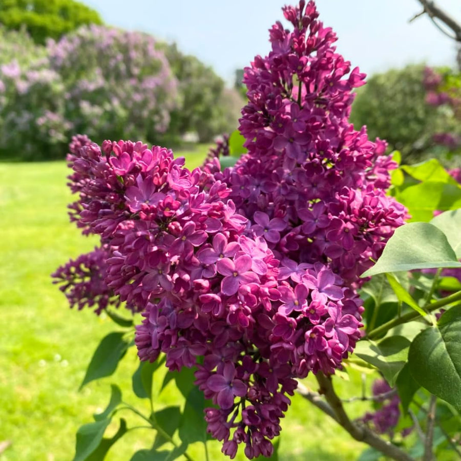 Pink Lilac Bush Live Tree Plant, 1 Year Old Tree for Planting, 6 to 12 Inches in Tall, Hardy Shrub, Dormant in Winter