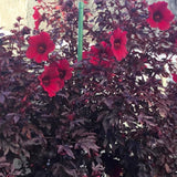 2 Hardy Hibiscus Plants Live, Hibiscus Flowers Plants Tree, 3 to 5Inc Long (Red Cranberry)