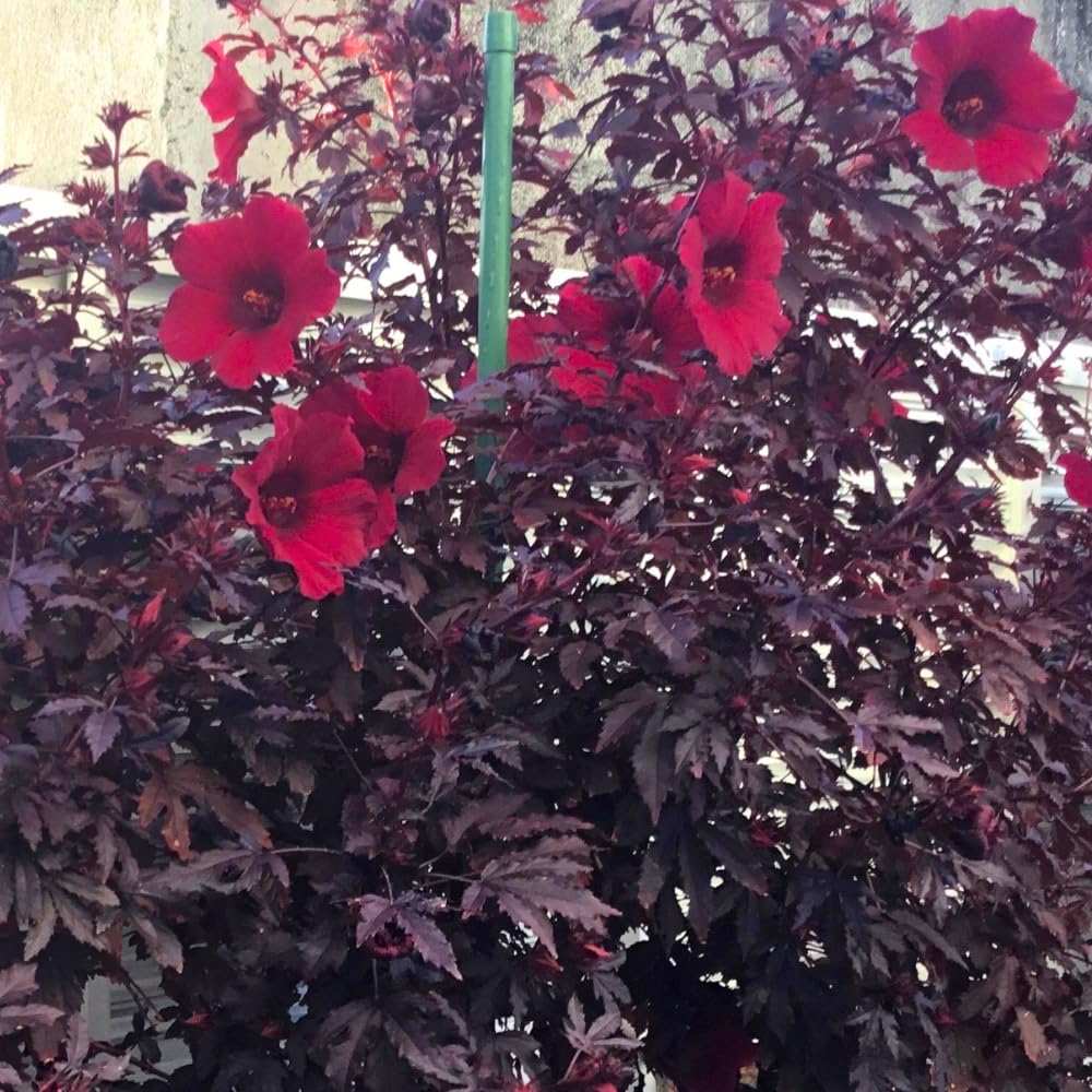 2 Hardy Hibiscus Plants Live, Hibiscus Flowers Plants Tree, 3 to 5Inc Long (Red Cranberry)
