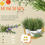 Rosemary Bush Plant Live, 10" Tall in 4" Pot, Fragrant Rosemary Live Plant for Indoors Outdoor Planting, Well-Rooted
