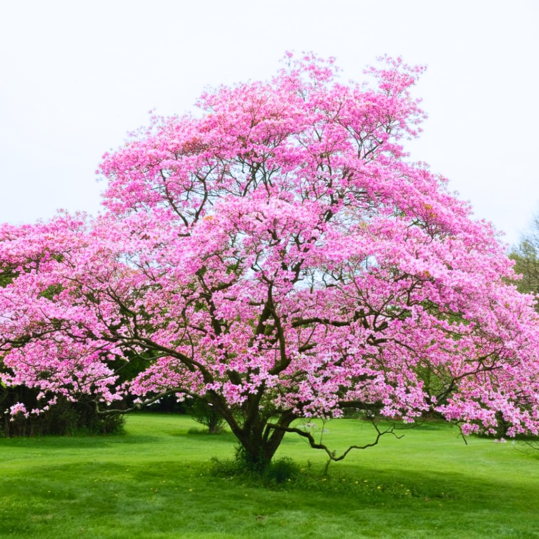 Bundle 2 Pink Dogwood Trees Live Plants, Flowering Dogwood Bush Plant Live, 6-13" Tall, No Leaf in 2.5" Pot for Planting Outside Flower Shrub