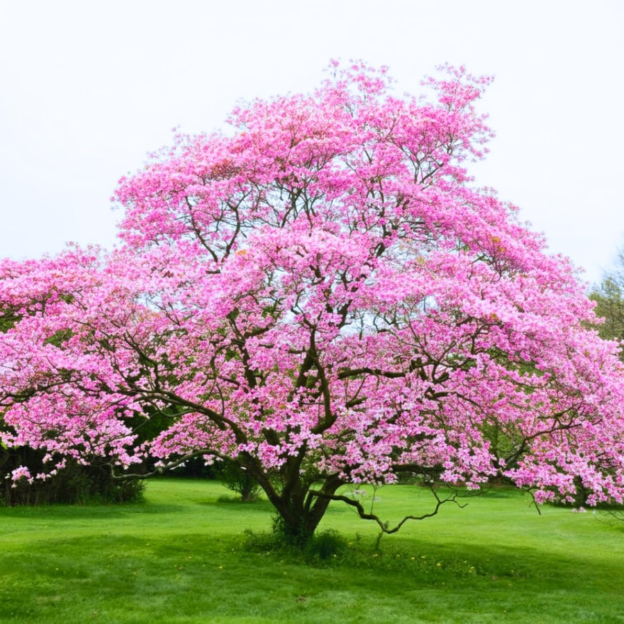 Bundle 2 Pink Dogwood Trees Live Plants, Flowering Dogwood Bush Plant Live, 6-13" Tall, No Leaf in 2.5" Pot for Planting Outside Flower Shrub