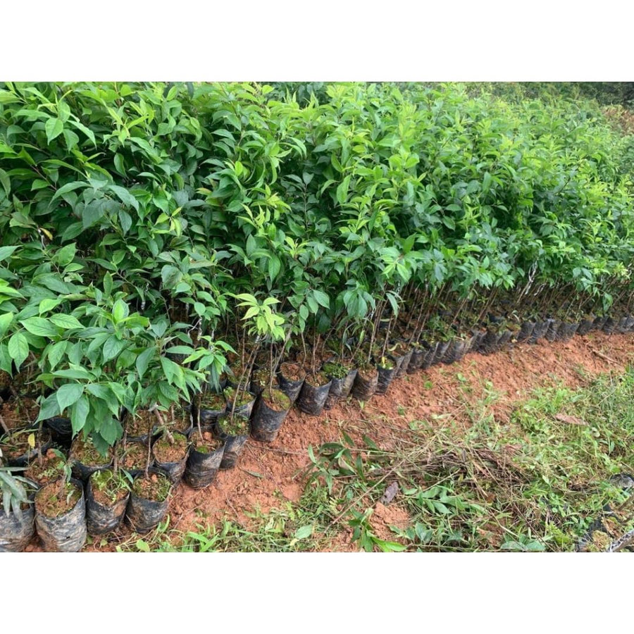 2 American Plum Trees Live Plants for Planting, 1-2 Years Old, Cold Hardy Plum Plant Live Ready to Grow Your Garden, from 18-24 Inch Tall, Bareroots Dormant