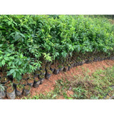 Set 2 American Plum Trees Live Plants for Planting, Bareroots, 12-18 Inch Height, Cold Hardy Plum Plant Live Ready to Grow