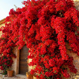 Red Bougainvillea Plant Live, Bougainvillea Live Plant, 5 to 7 Inches Tall, Vibrant Long Lasting Blooms, Ideal for Trellis, Landscape and Outdoor Garden