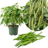 Green Bean Plant Live, Bean Live Plant, 4-6 Inches Tall in 4" Pot, Starter Plant for Vegetable Garden