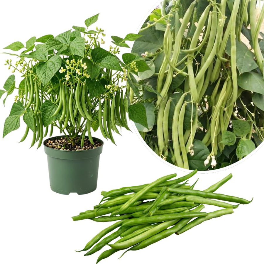 Green Bean Plant Live, Bean Live Plant, 4-6 Inches Tall in 4" Pot, Starter Plant for Vegetable Garden