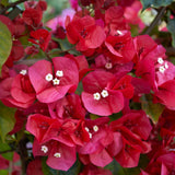 Bougainvillea Plants - Pack 2 Bougainvillea Flowering Plants - Starter from 4 to 6 Inches Tall Bareroot - Growing Outdoor (Red)