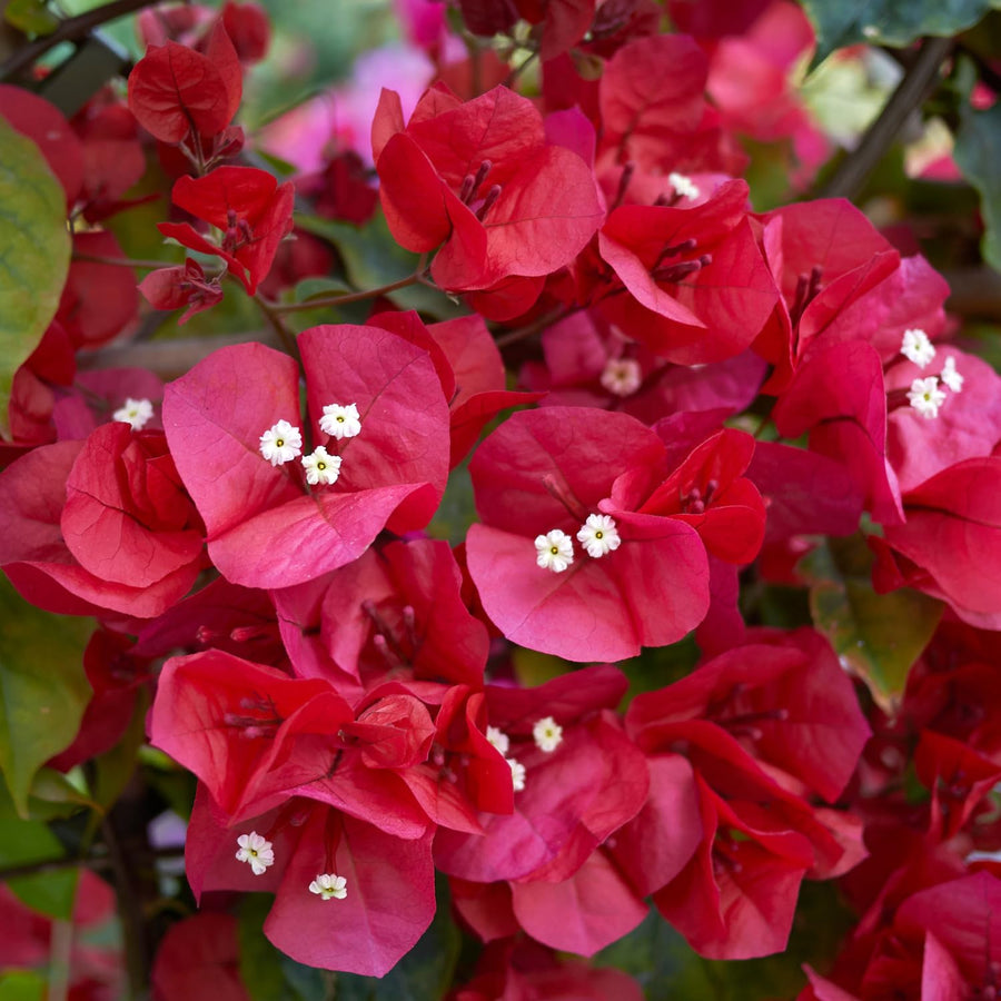 Bougainvillea Plants - Pack 2 Bougainvillea Flowering Plants - Starter from 4 to 6 Inches Tall Bareroot - Growing Outdoor (Red)