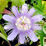 Light Purple Passion Flower Plant - Light Purple Passion Flower Vine Live Plant - Size 5 to 7 Inch Tall, Passiflora Flowers Starter Plant, Without Pot