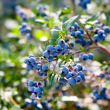 Emerald Blueberry Bushes Live Plant 4'' Potted, Fully Rooted, Sweet, High Yielding Blueberry Plants for Growing Outdoor