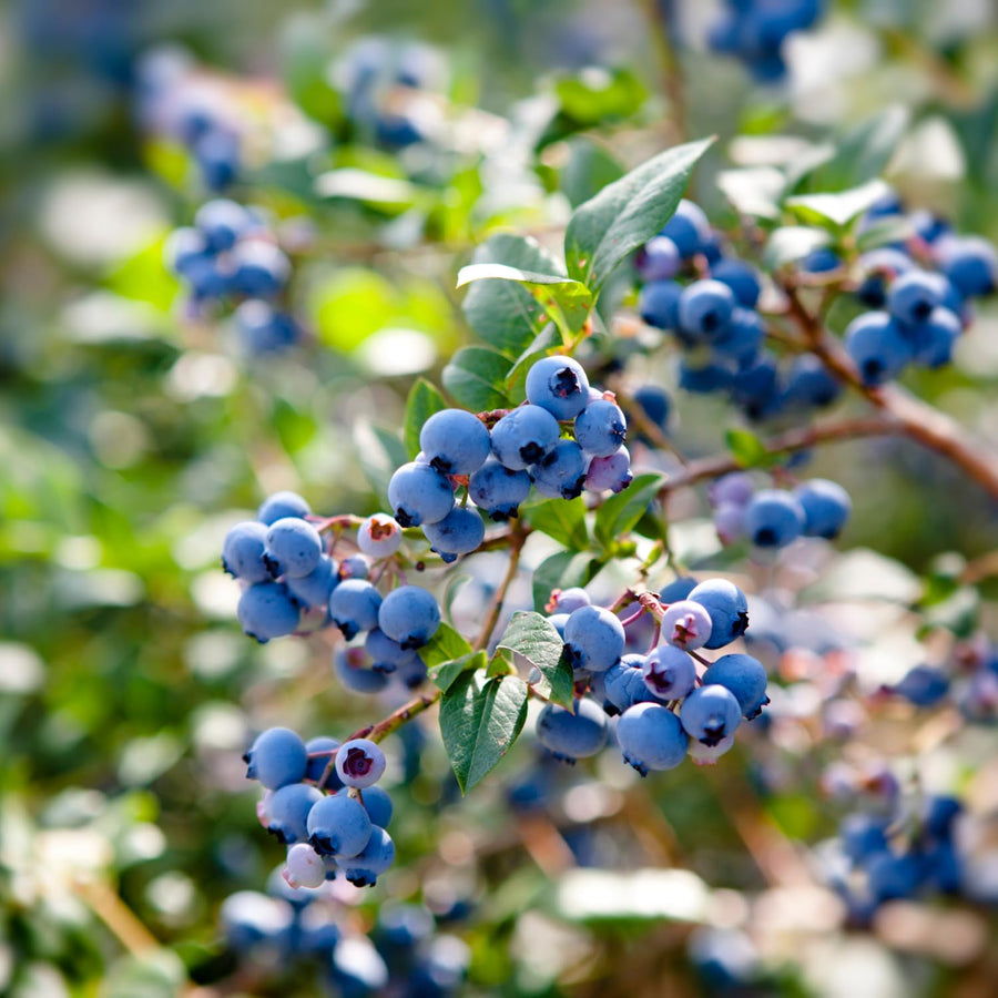 Emerald Blueberry Bushes Live Plant 4'' Potted, Fully Rooted, Sweet, High Yielding Blueberry Plants for Growing Outdoor