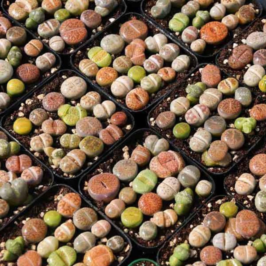 20 Multicolor Lithops Plants Live, Mix Lithops Succulents Plants Live, Rare Living Stones Indoor Outdoor Plant, Bare Root Without Pot and Soil