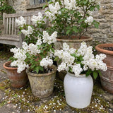 White Lilac Plants 12–18" Tall, Well Rooted Live Flowering Lilac Shrubs for Patio, Container and Backyard Landscaping