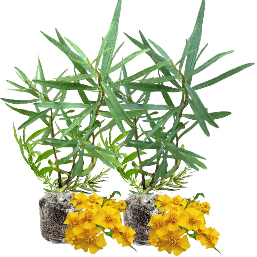 2 Tarragon Plants Live Ready to Grow, 4-9 Inch Tall, Tarragon Mint Well Rooted Plug, Perennial Tarragon