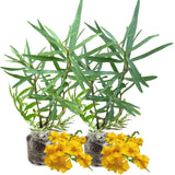 2 Tarragon Plants Live, 4-9 Inch Tall, Tarragon Mint Green Leaves Well Rooted Plug, Perennial Tarragon