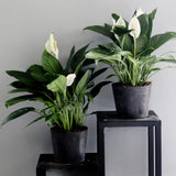 Peace Lily Plant with White Blooms, Well Rooted Peace Lily House Plant, White Flower 4-6 Inches Tall, No Pot