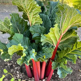 5 Rhubarb Plant Bare Roots for Planting, Large Size Perennial Rhubarb Crown Vegetables Well Rooted, Crisp Red Stalks, High Yielding