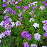 2 Lavender Verbena Plants Live for Planting, Colorful Blooming Flower Plant, Verbena Live Plants, 5 to 7 Inc Tall