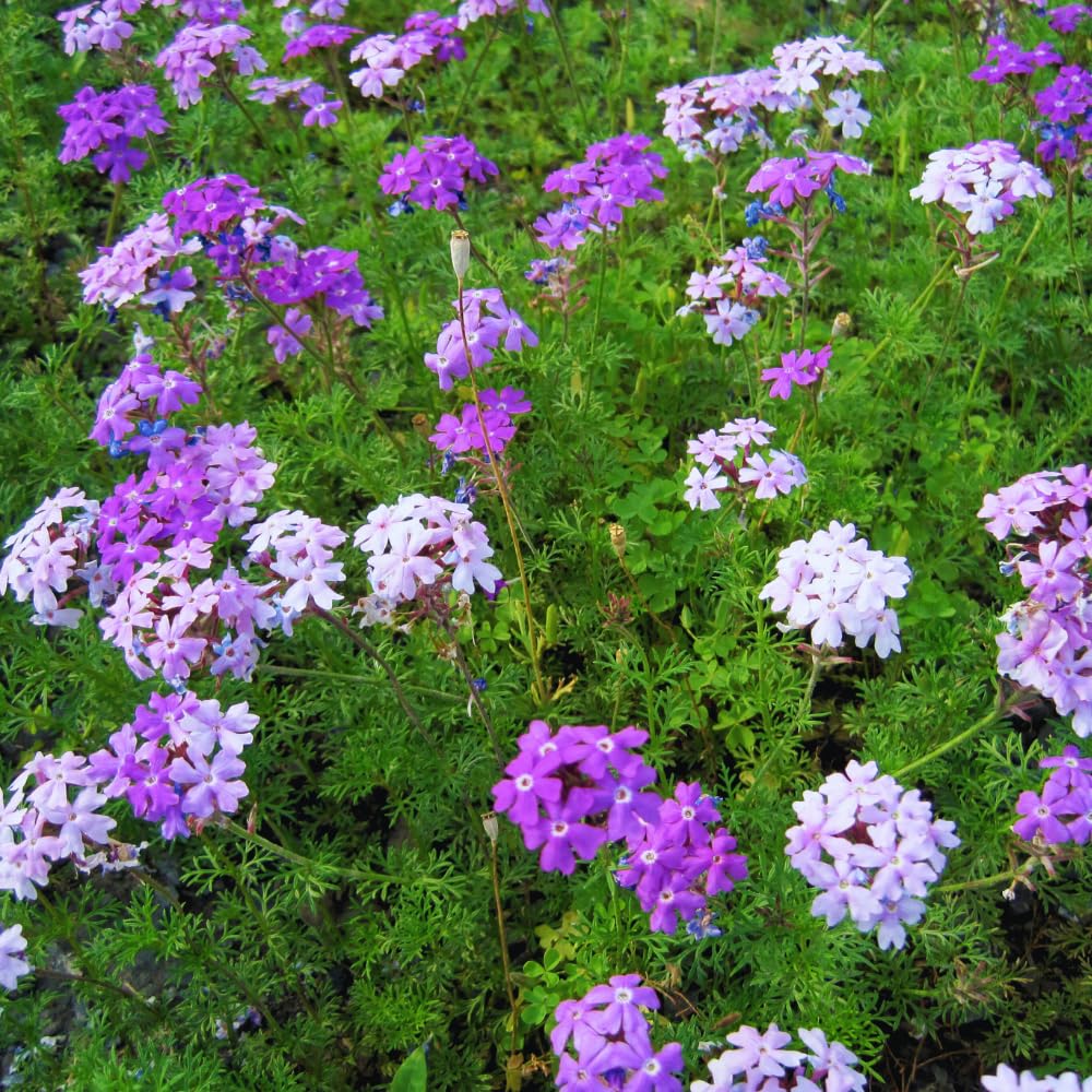2 Lavender Verbena Plants Live for Planting, Colorful Blooming Flower Plant, Verbena Live Plants, 5 to 7 Inc Tall