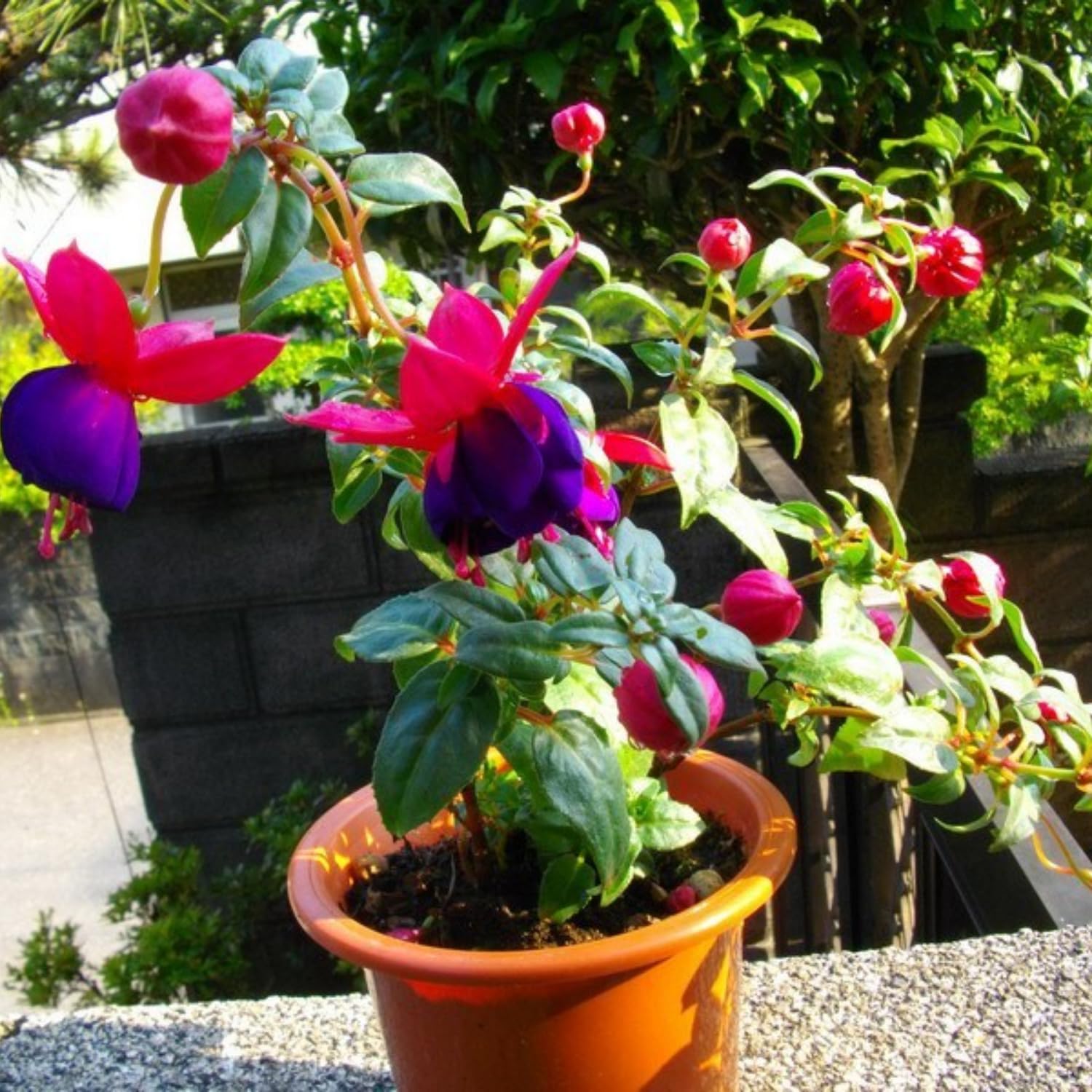 2 Hanging Fuchsia Plants Well Rooted for Growing, 5 to 7 Inc in Height Purple Red Fuchsia Live Plants